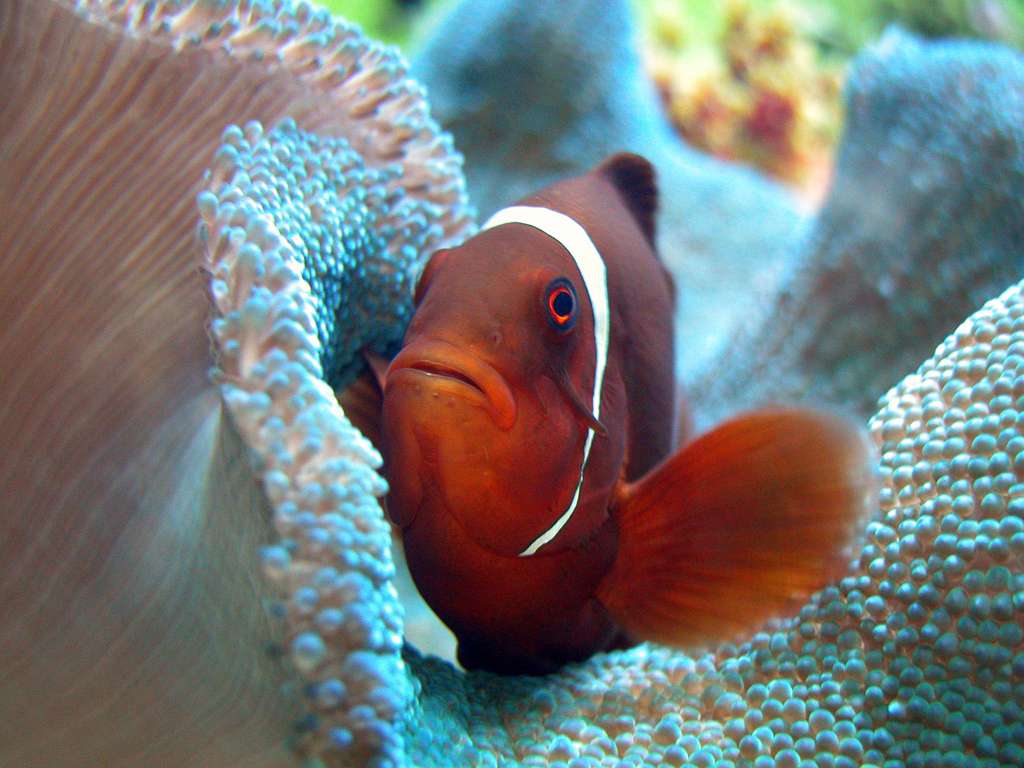 Poisson clown &copy; Aquarium de Lyon