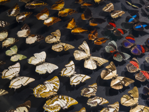 Mus&eacute;e des Confluences &copy; Quentin Lafont