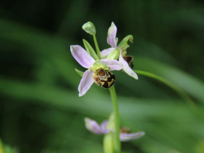 Ophrys apifera_Unsplash / Ulrich Knoll